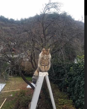 九游网页版官网-_世界极限运动巡回赛：梦幻场景中的速度激情_，世界极限运动会2020