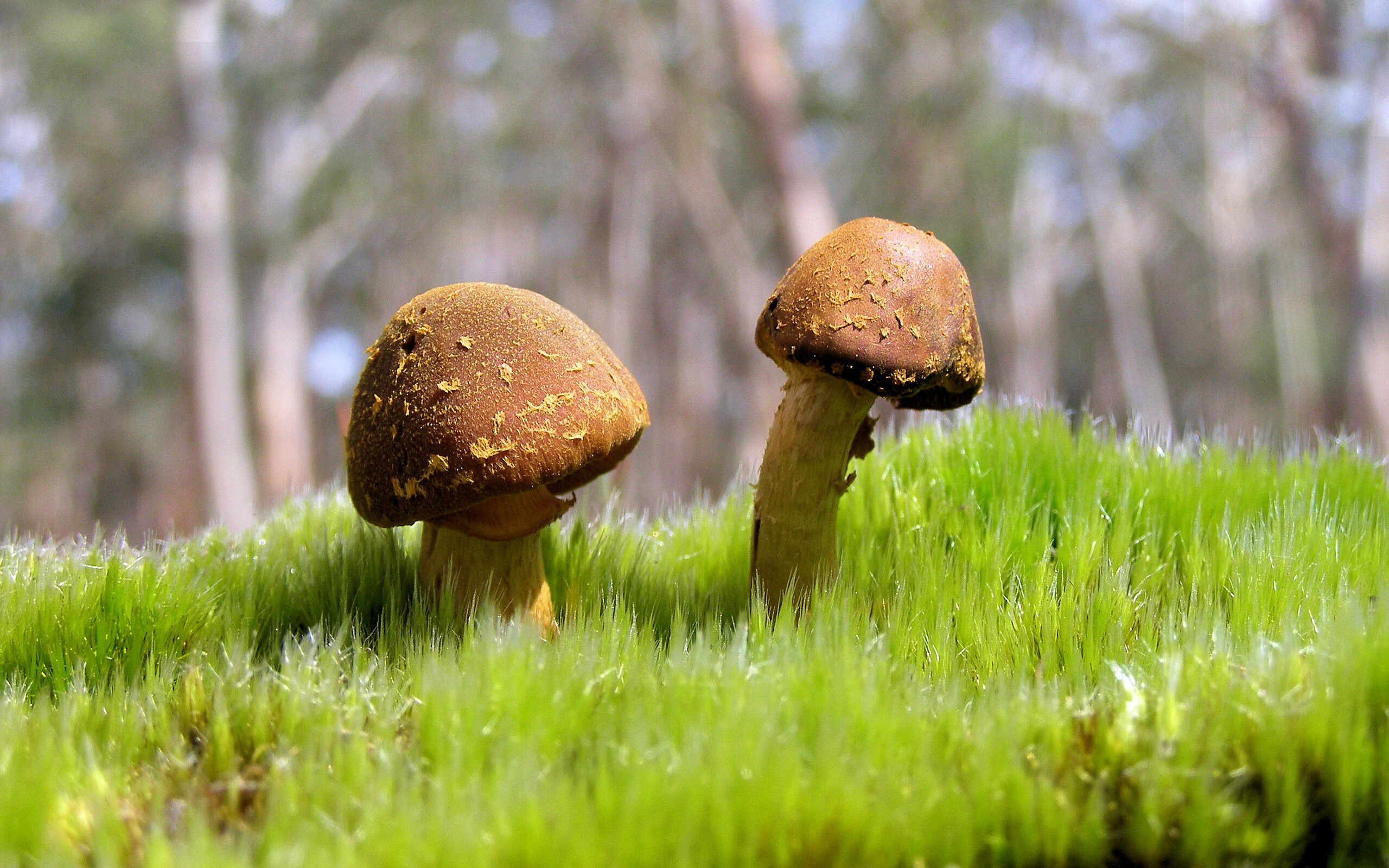 九游娱乐官网 (JIUYOU)-_天幕足球：空中激战点亮夜空_，天幕玩法