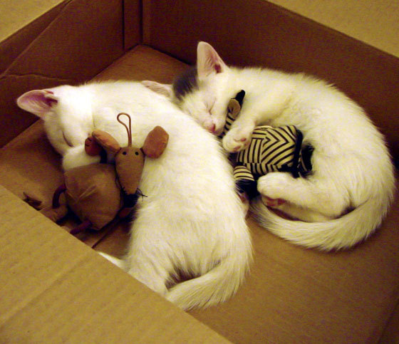 九游娱乐-中超赛季中段总结攻防两端见成长，中超新赛季规则争冠和降级